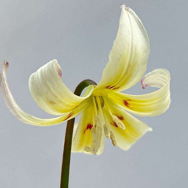 西洋カタクリ（エリスロニューム）：ホワイトビューティー3号ポット