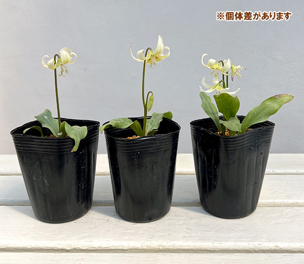 西洋カタクリ（エリスロニューム）：ホワイトビューティー3号ポット