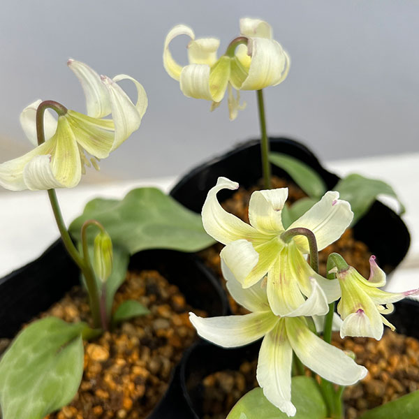 西洋カタクリ（エリスロニューム）：ホワイトビューティー3号ポット