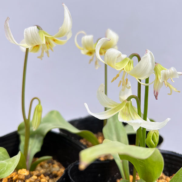 西洋カタクリ（エリスロニューム）：ホワイトビューティー3号ポット