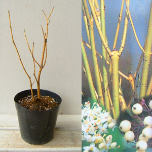 [26年2月中下旬予約]オウゴンミズキ(黄金ミズキ）4号ポット