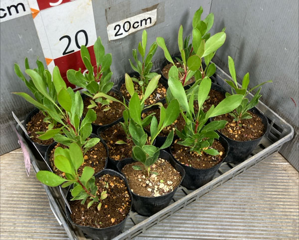 プロテア：キングプロテア4号ポット