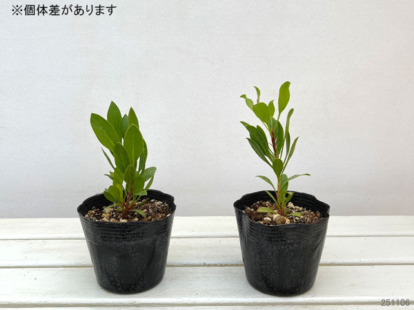 プロテア：キングプロテア4号ポット