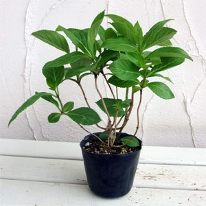 アジサイ：舞孔雀（まいくじゃく）3.5号ポット