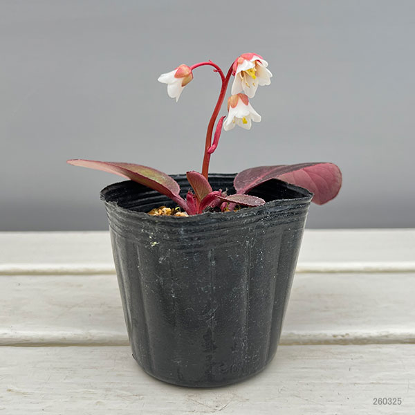 ヒマラヤユキノシタ：白花3号ポット