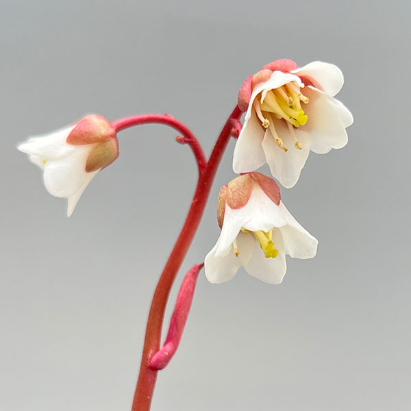 ヒマラヤユキノシタ：白花3号ポット