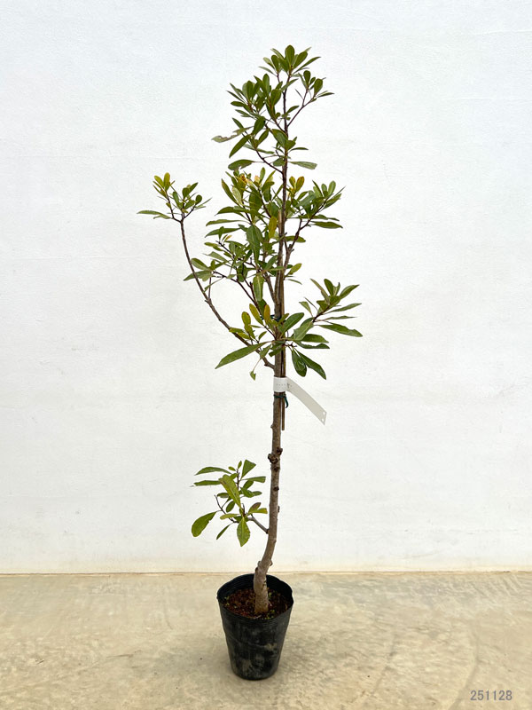 ヤマモモ(山桃):秀峰(しゅうほう)4~5号ポット**