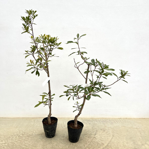 ヤマモモ(山桃):秀峰(しゅうほう)4~5号ポット**