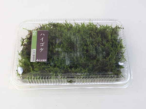 コケ(苔):ハイゴケ(這苔)大パック入り(19.5×12.5cm)
