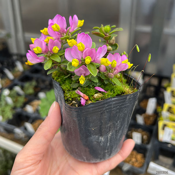 トキワヒメハギ2.5~3号ポット