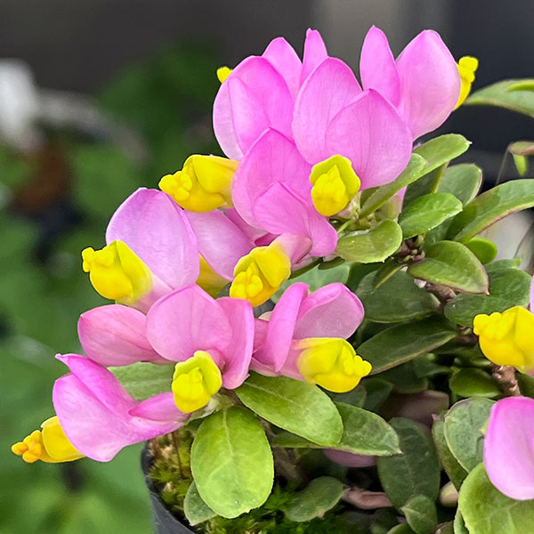 トキワヒメハギ2.5~3号ポット