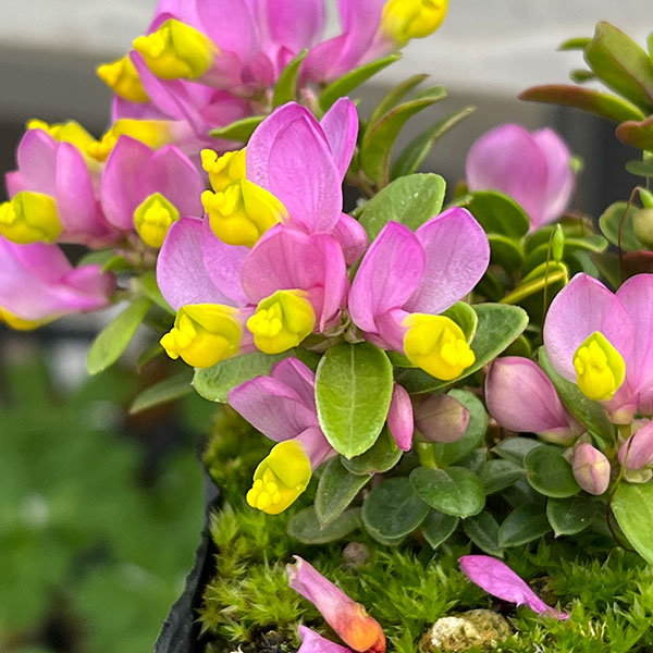 トキワヒメハギ2.5~3号ポット