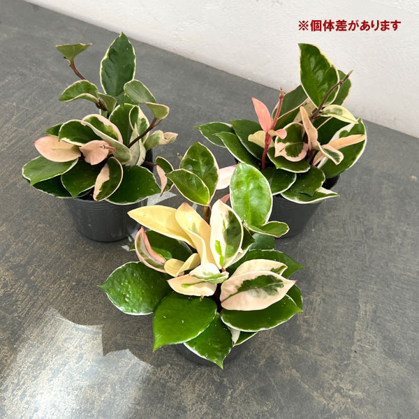 園芸ネット本店｜ホヤ カルノーサ：リップカラー3‐3.5号ポット苗 の