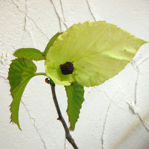 ハンカチノキ：アイゼリ ファスティギアータ5号ポット の通販