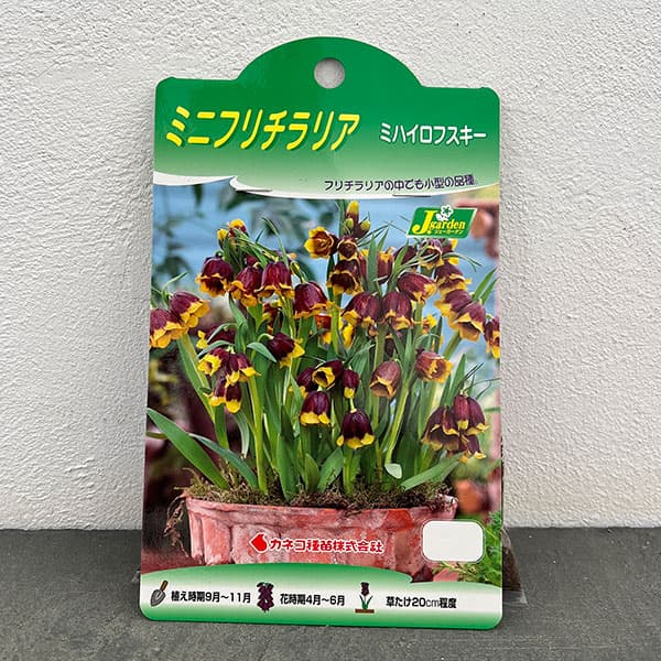 フリチラリア(ミニ):ミハイロフスキー7球入り