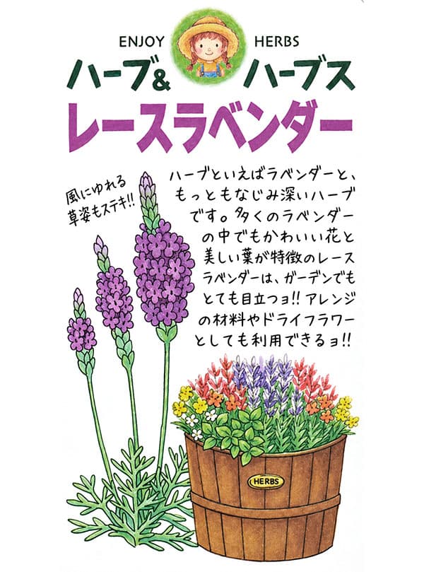 レースラベンダー3号ポット 2株セット*