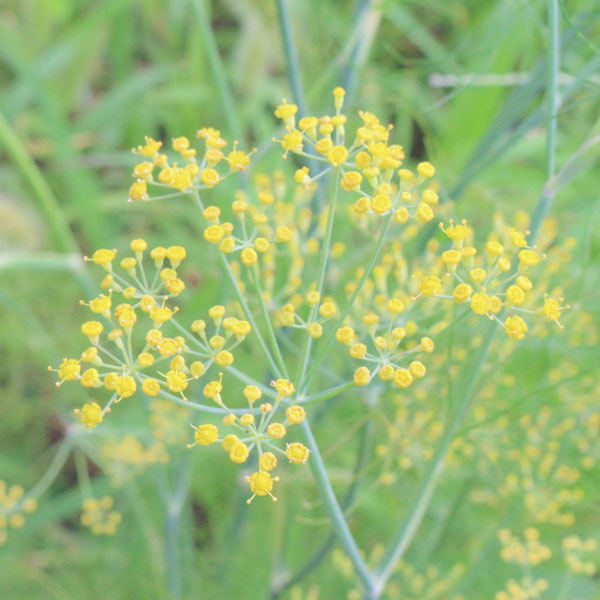 スイート・フェンネル3号ポット