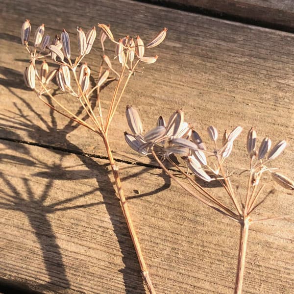 スイート・フェンネル3号ポット