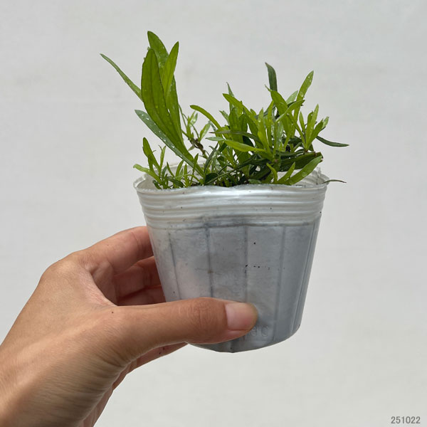 フレンチタラゴン3号ポット