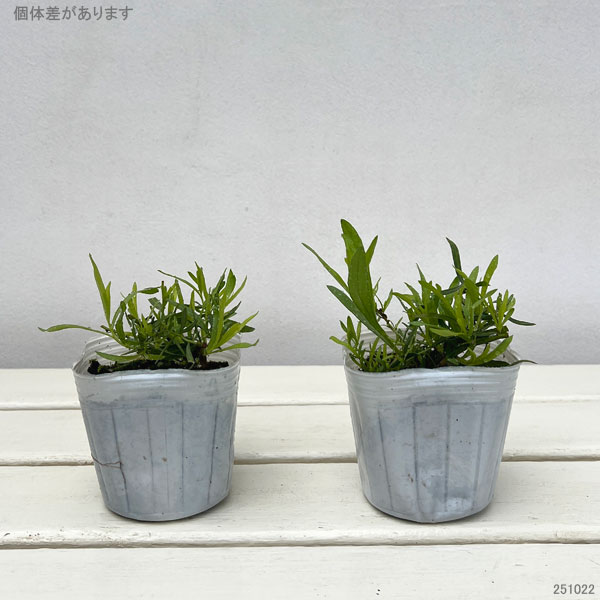 フレンチタラゴン3号ポット