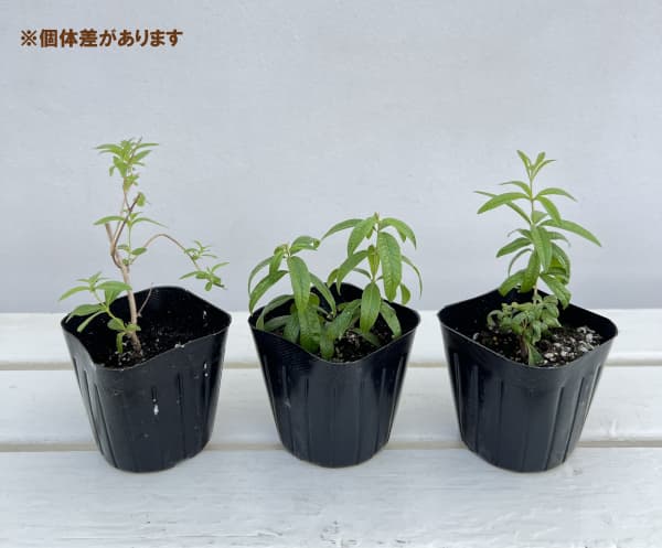 レモンバーベナ3号ポット12株セット