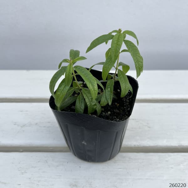 レモンバーベナ3号ポット12株セット