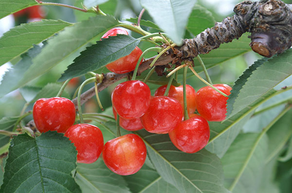 サクランボ：さとうにしき（佐藤錦）4～5号ポット接木苗＊＊