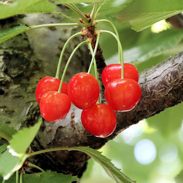 サクランボ：さとうにしき（佐藤錦）4～5号ポット接木苗＊＊