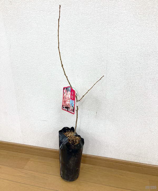 桜:十月桜(ジュウガツザクラ)接木苗4~5号ポット