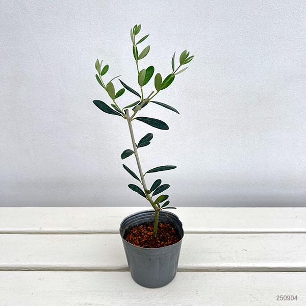 オリーブ:マンザニロ3-3.5号ポット