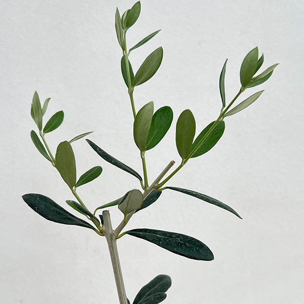 オリーブ:マンザニロ3-3.5号ポット