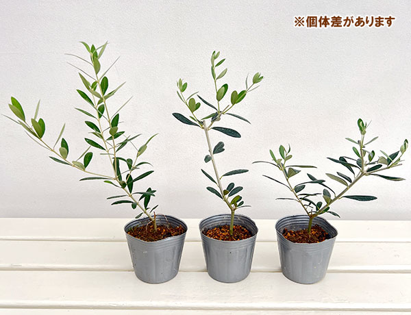 オリーブ:マンザニロ3-3.5号ポット