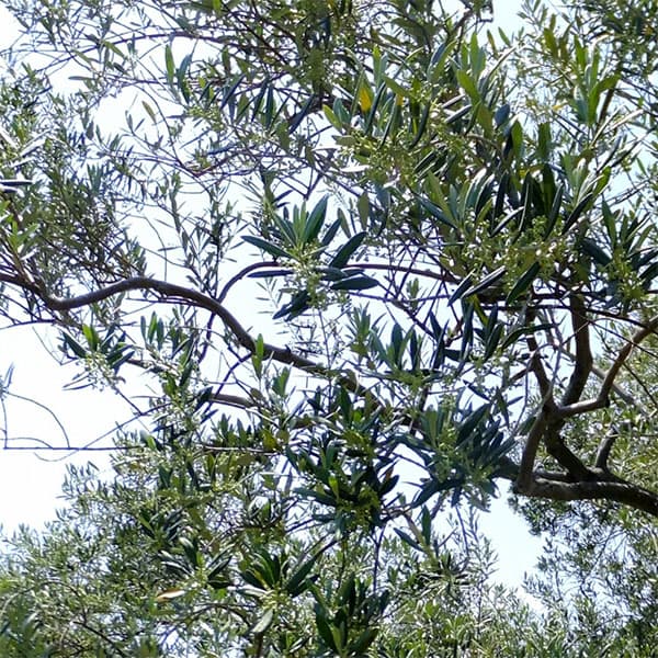 オリーブ:マンザニロ3-3.5号ポット