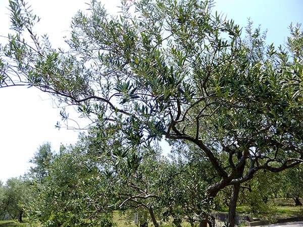 オリーブ:マンザニロ3-3.5号ポット