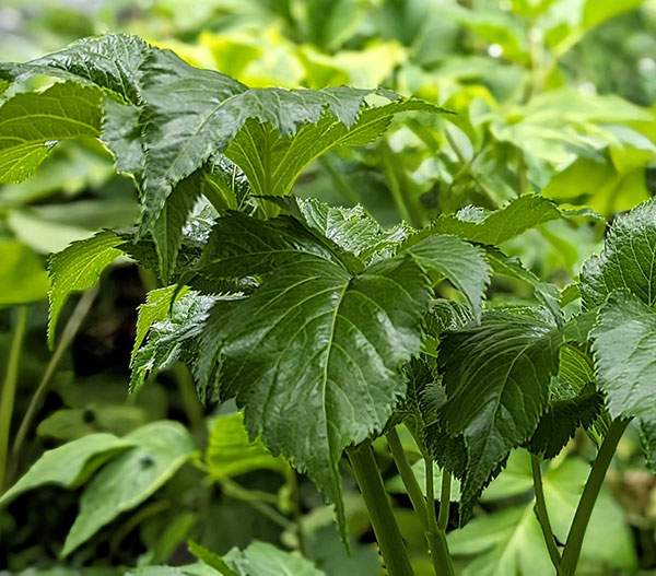 アシタバ（明日葉）の種[野菜タネ]