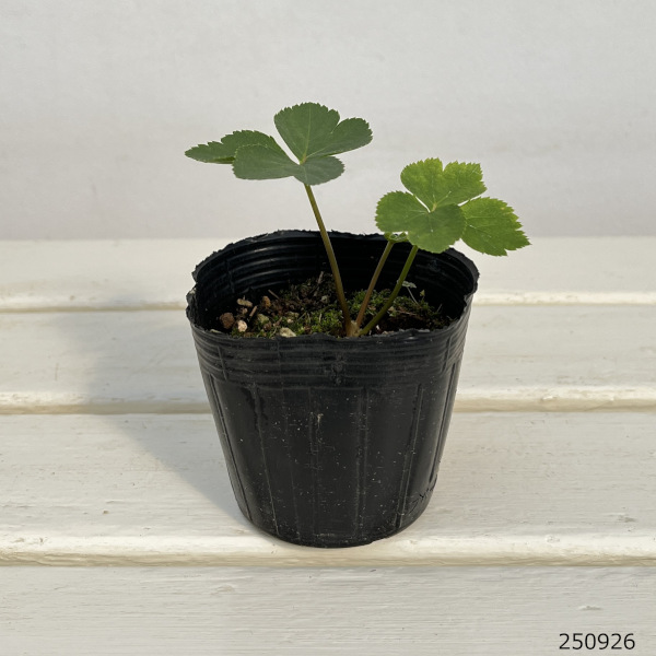 アシタバ(明日葉)3号ポット2株セット