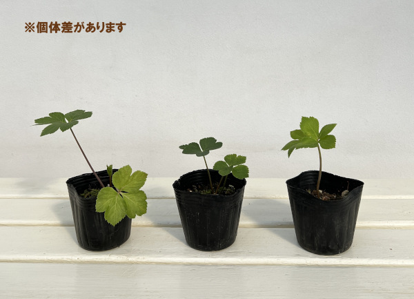 アシタバ(明日葉)3号ポット2株セット