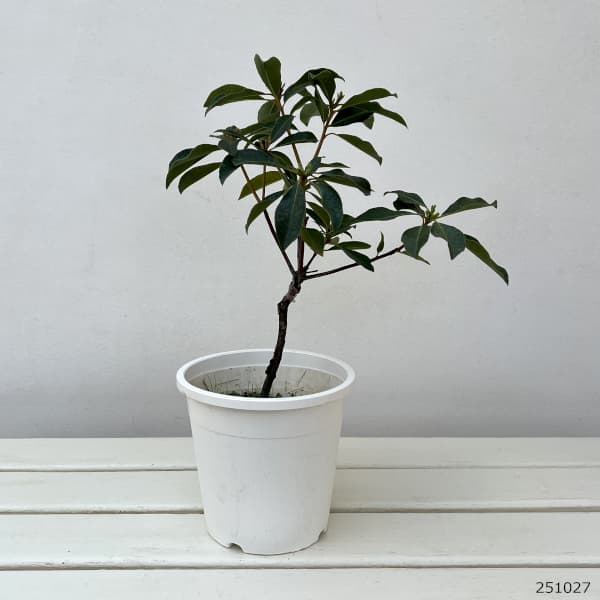 カルミア:サラー5号ポット