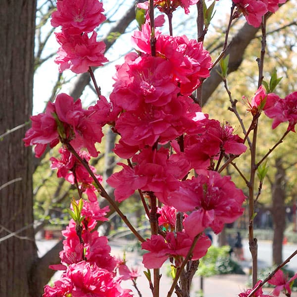 ほうき性花桃(ハナモモ): 照手紅(テルテベニ・赤花)6号ポット