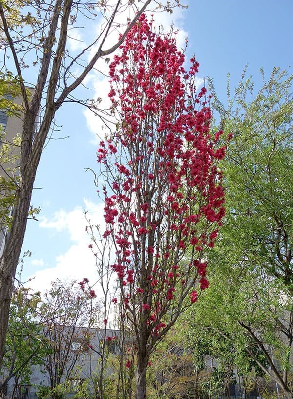 ほうき性花桃(ハナモモ): 照手紅(テルテベニ・赤花)6号ポット