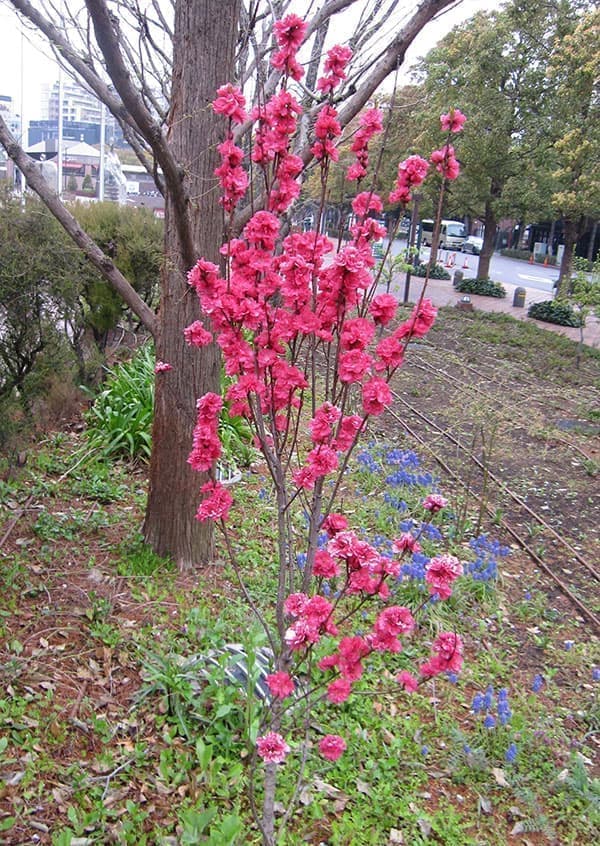 ほうき性花桃(ハナモモ): 照手紅(テルテベニ・赤花)6号ポット