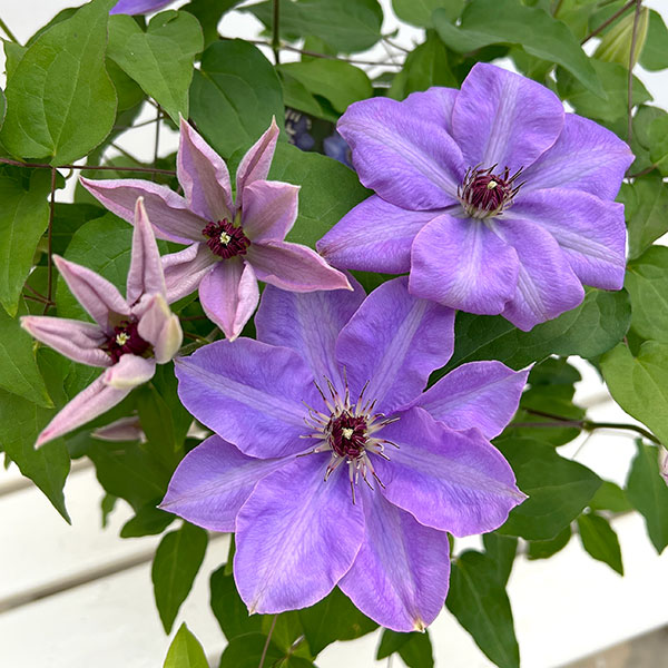 クレマチス：ミゼットブルー5号鉢植え