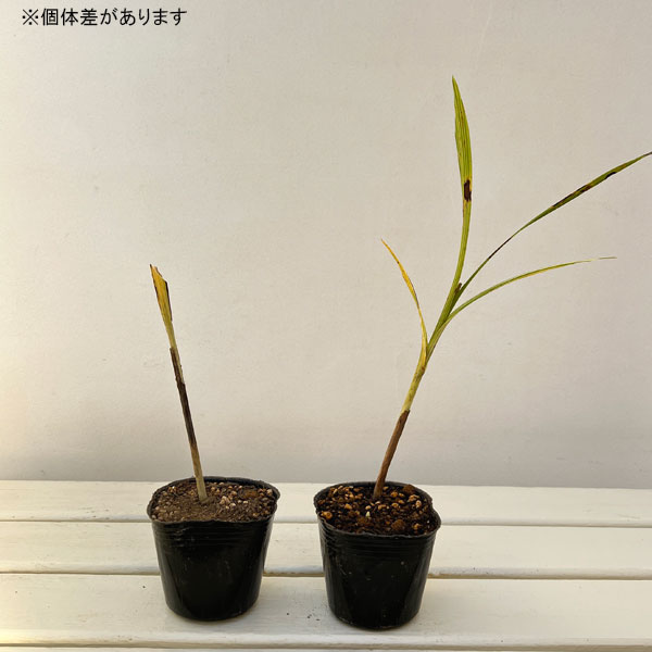 シラン ：斑入り桃紫花 2株入り3.5号ポット