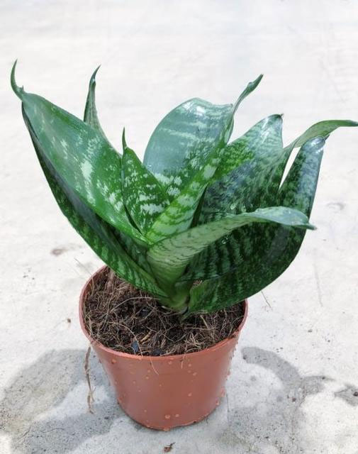 サンセベリア：ハニー4号鉢植え