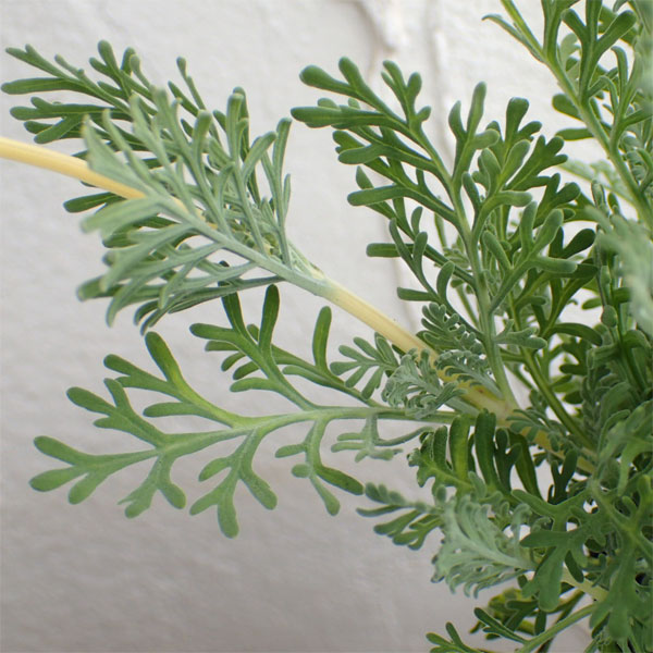 レースラベンダー：スターマイン3.5号ポット