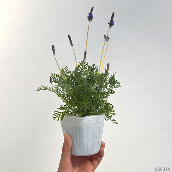 レースラベンダー：スターマイン3.5号ポット