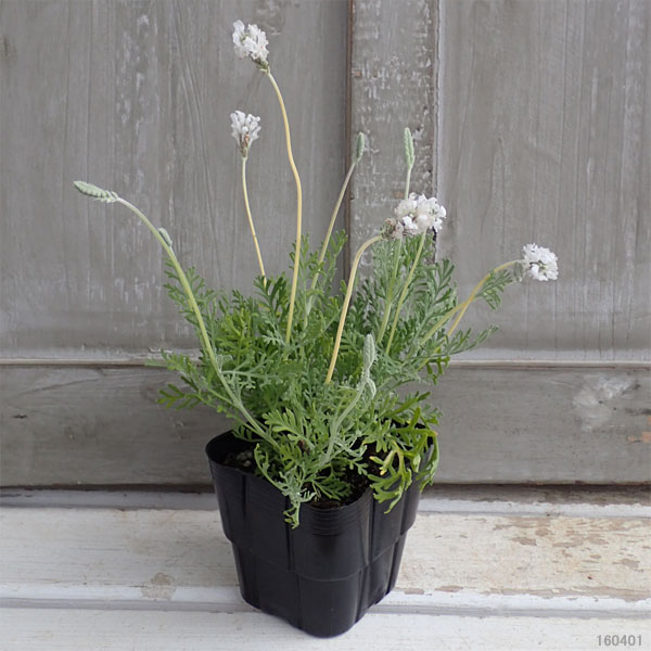 レースラベンダー：スターマインアルバ3.5号ポット