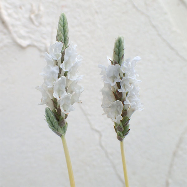 レースラベンダー：スターマインアルバ3.5号ポット