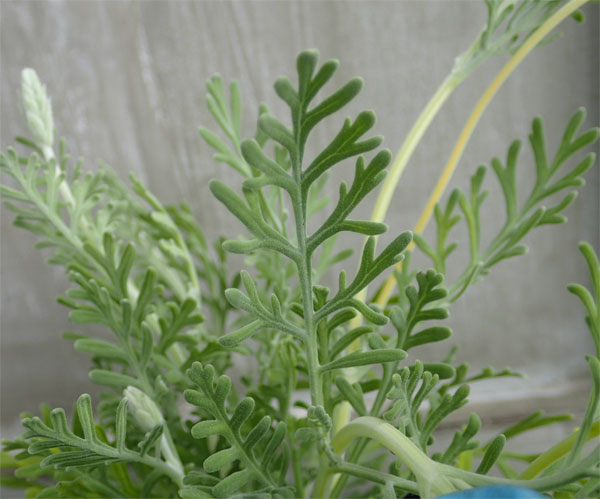 レースラベンダー：スターマインアルバ3.5号ポット