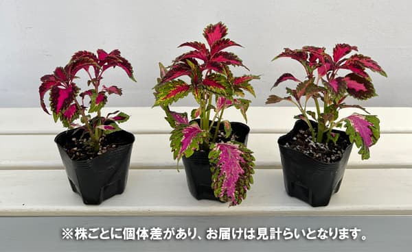 コリウス:ランデブー3号ポット